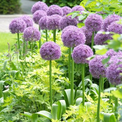 Allium 'Globemaster' 