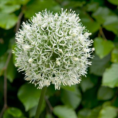 Allium 'Mount Everest' 