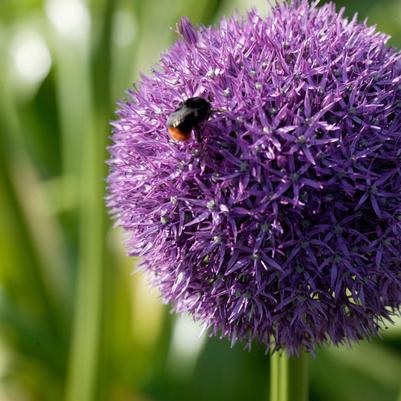 Allium 'Pinball Wizard' 