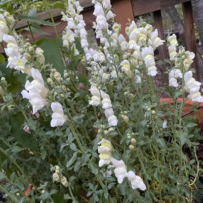 Antirrhinum hispanicum 'White' 