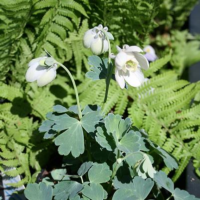 Aquilegia flabellata 'Nana Alba' 