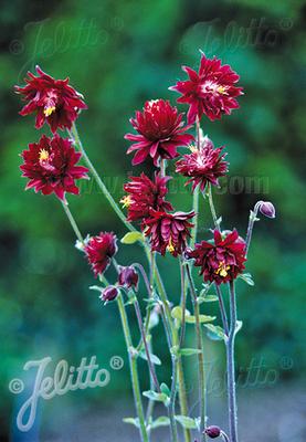 Aquilegia vulgaris 'Ruby Port' 