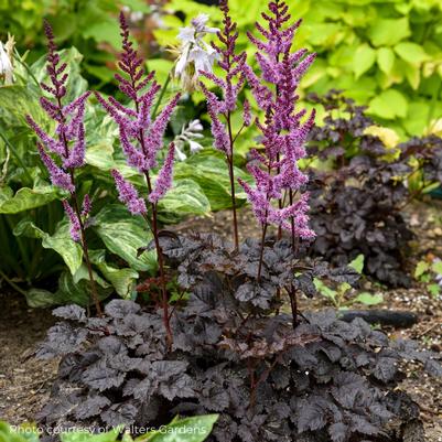 Astilbe 'Dark Side of the Moon' 