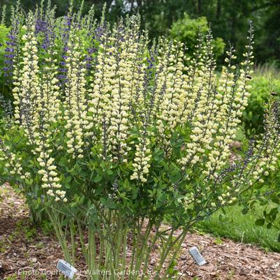 Baptisia 'Vanilla Cream II' Decadence® 