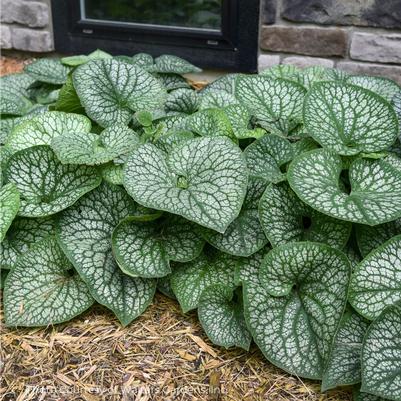 Brunnera macrophylla 'Jack of Diamonds' 