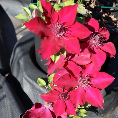 Clematis 'Nubia' Boulevard® 