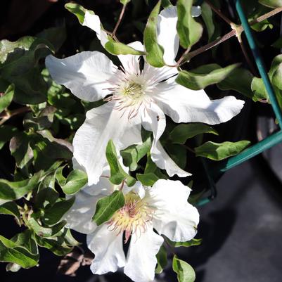 Clematis 'Kitty' Boulevard™ 