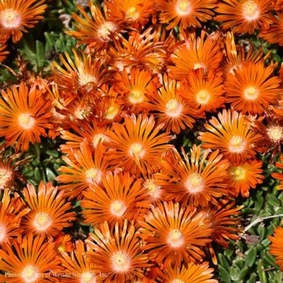 Delosperma 'Orange Vibe' Ocean Sunset™ 