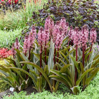 Eucomis 'Purple Reign' Crowning Glory™ 