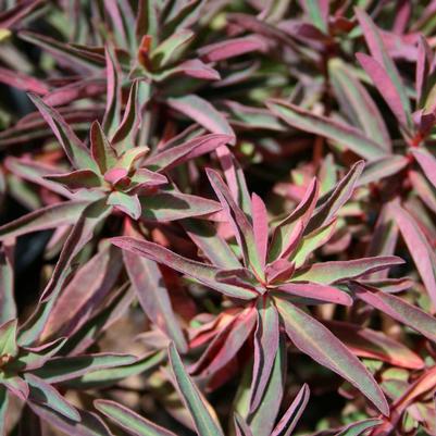 Euphorbia polychroma 'Bonfire' 