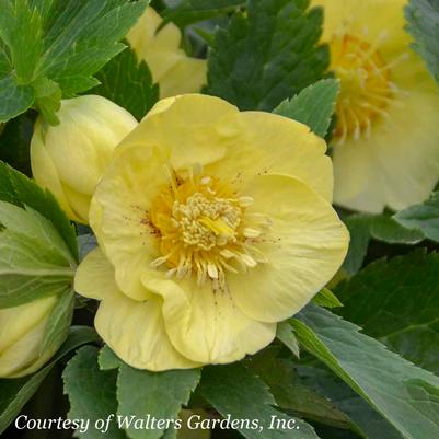 Helleborus 'California Dreaming' Honeymoon™ 