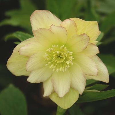 Helleborus 'First Dance' Wedding Party™ 