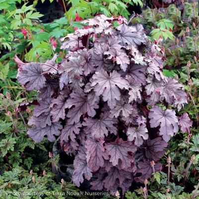 Heucherella 'Plum Cascade' Cascade™ 