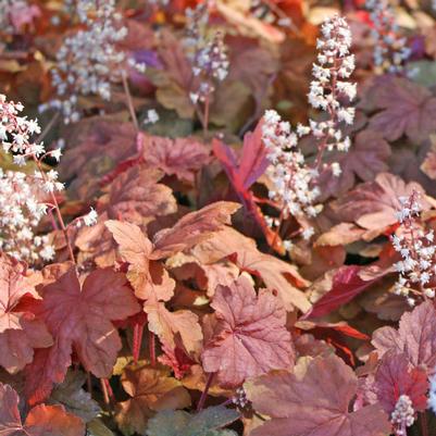 Heucherella 'Redstone Falls' Falls™ 