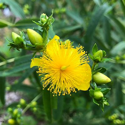 Hypericum prolificum 