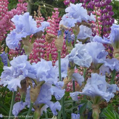 Iris germanica Nestucca Rapids