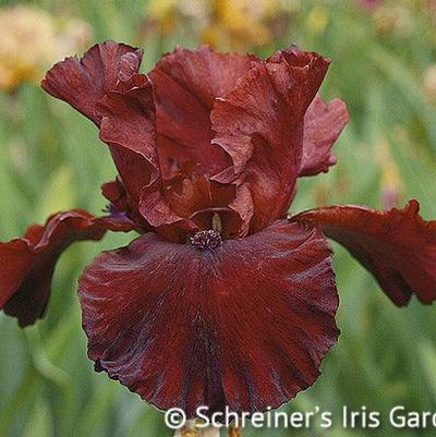 Iris germanica Red Dirt Road