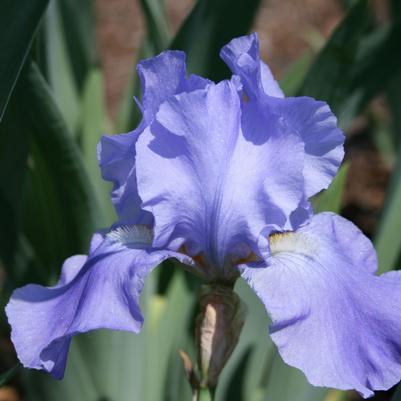 Iris germanica Sugar Blues