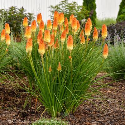 Kniphofia PYROMANIA™ Hot and Cold