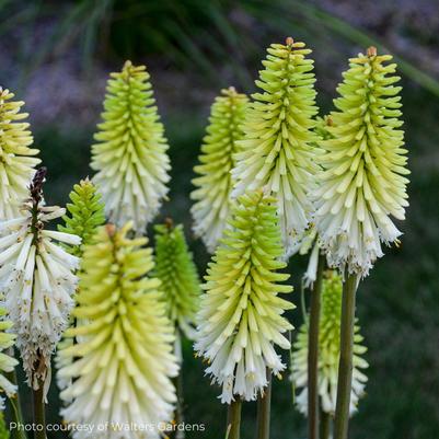 Kniphofia Lady Luck