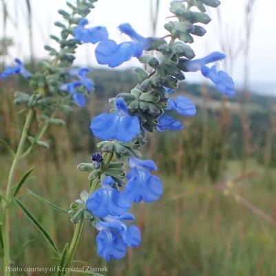 Salvia azurea (lamiaceae) 