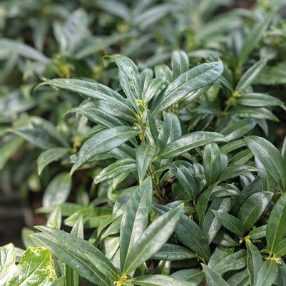 Sarcococca hookeriana var. humilis