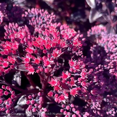 Sedum Nova® Cherry Fizz