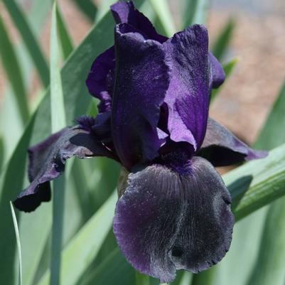 Iris germanica Superstition