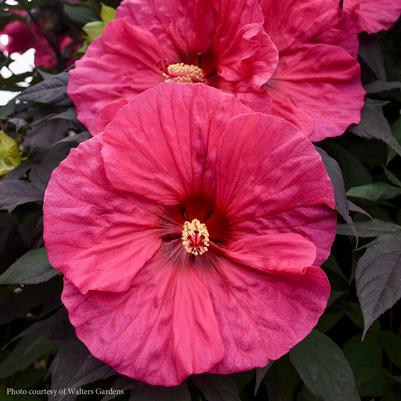 Hibiscus Summerific™ Evening Rose