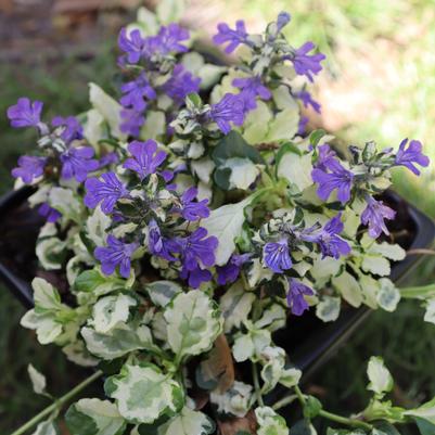 Ajuga x tenorii Princess Leia