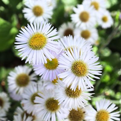 Erigeron pulchellus Lynnhaven Carpet