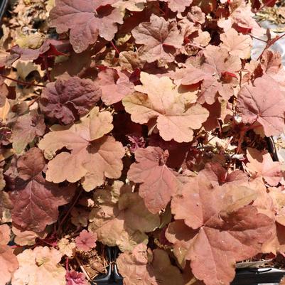 Heuchera Lava Lamp