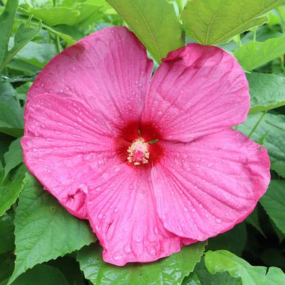 Hibiscus Luna Rose