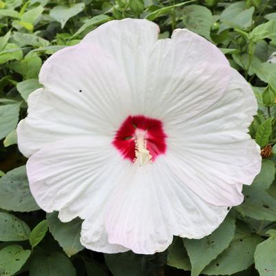Hibiscus Luna White