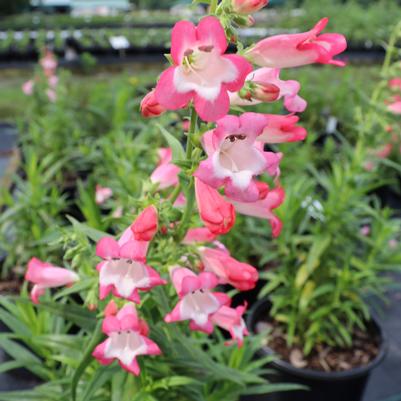 Penstemon Flock of Flamingos