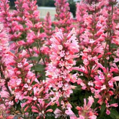 Agastache Pink Pearl