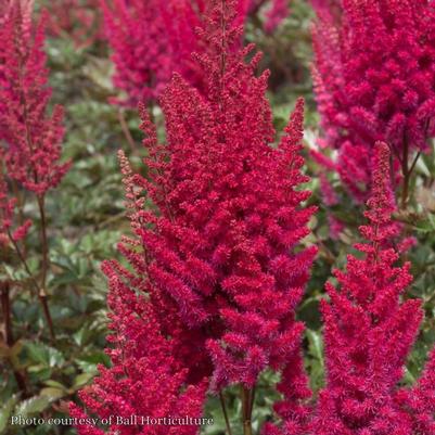 Astilbe chinensis Lowlands Red Ruby