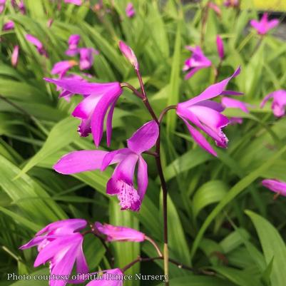 Bletilla striata Shi Ran