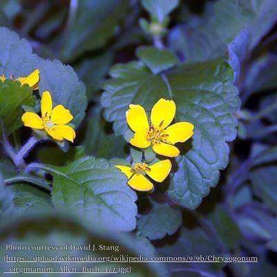 Chrysogonum virginianum Allen Bush