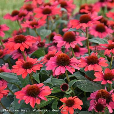 Echinacea Knock em Red