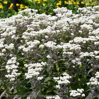 Eupatorium Blind Date