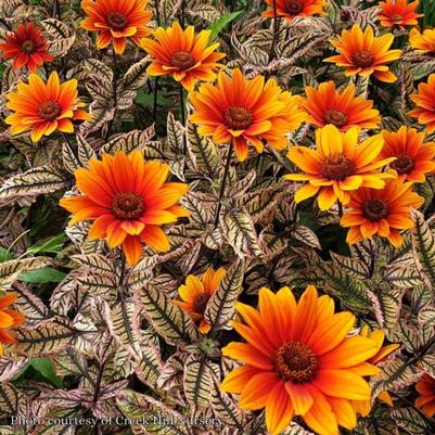 Heliopsis Orange Marble