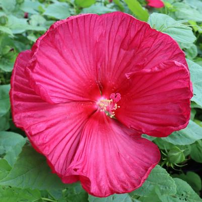 Hibiscus moscheutos Luna Red