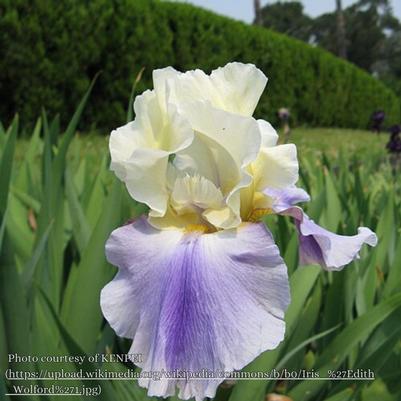 Iris germanica Edith Wolford