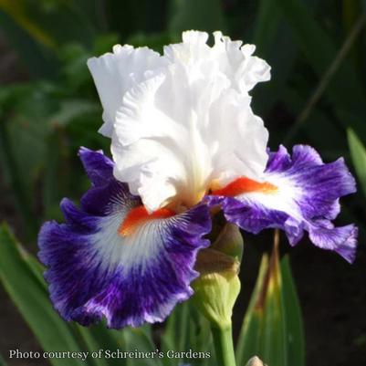 Iris germanica Gypsy Lord
