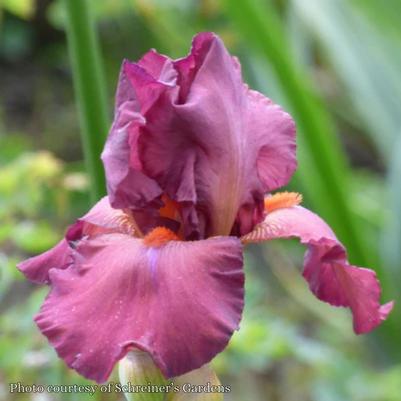 Iris germanica Lady Friend