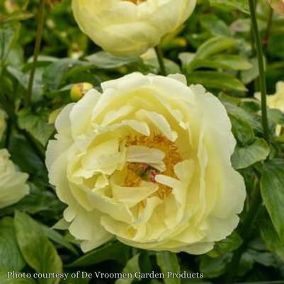 Paeonia Lemon Chiffon