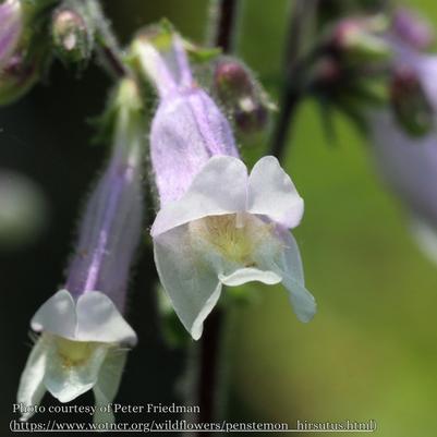 Penstemon hirsutus 