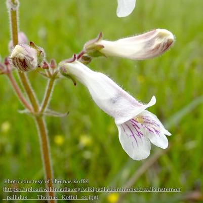 Penstemon pallidus 