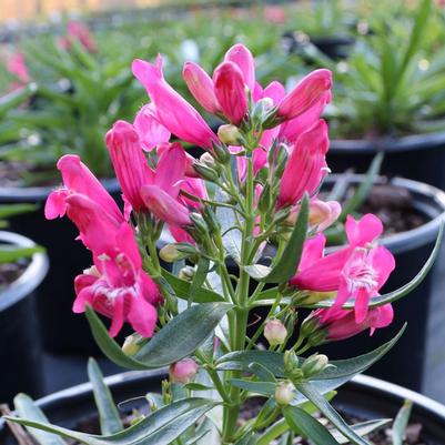 Penstemon barbatus Rock Candy Ruby